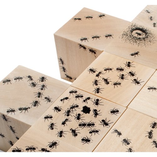 16 cubes Fourmis