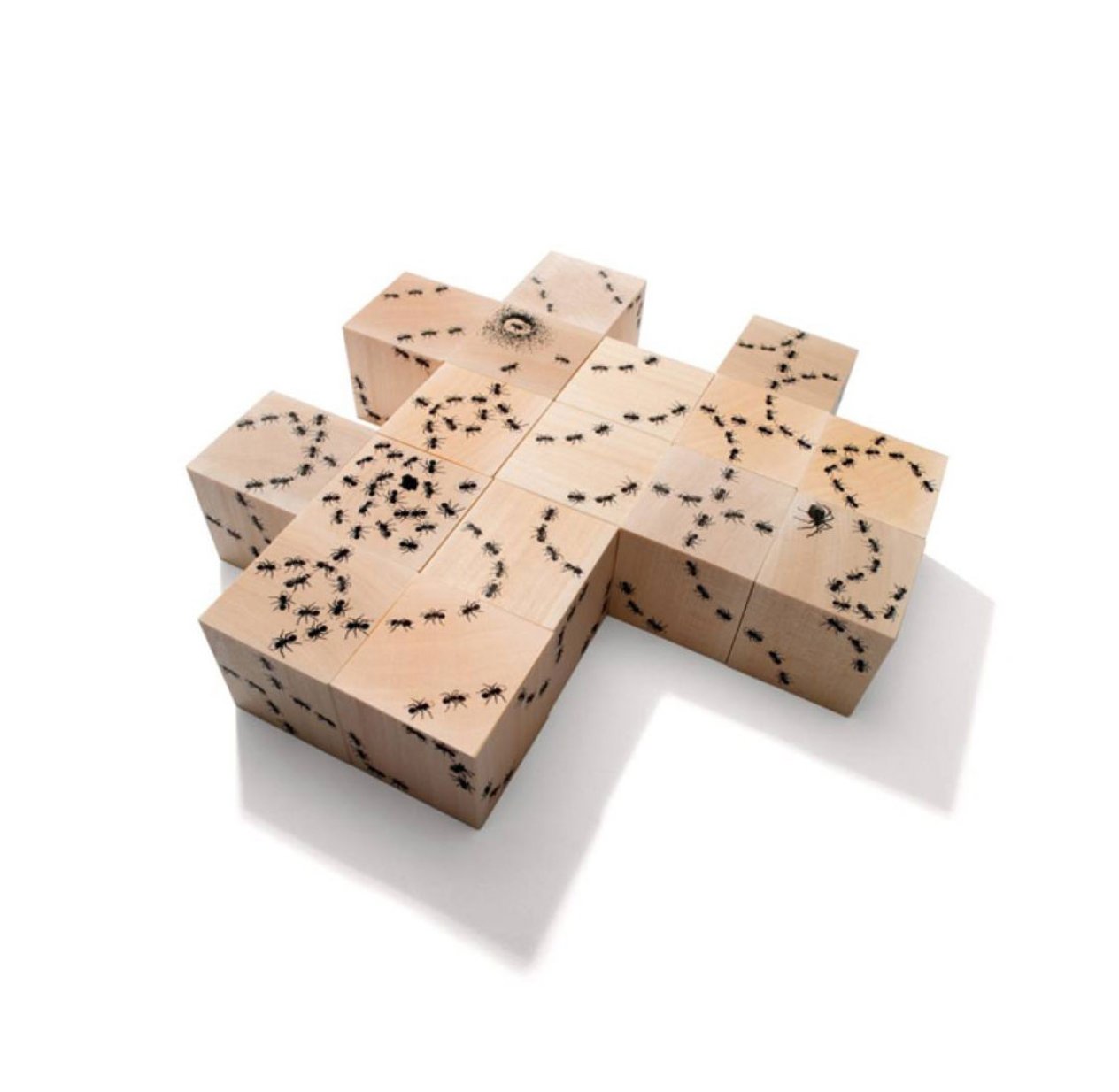 16 cubes Fourmis