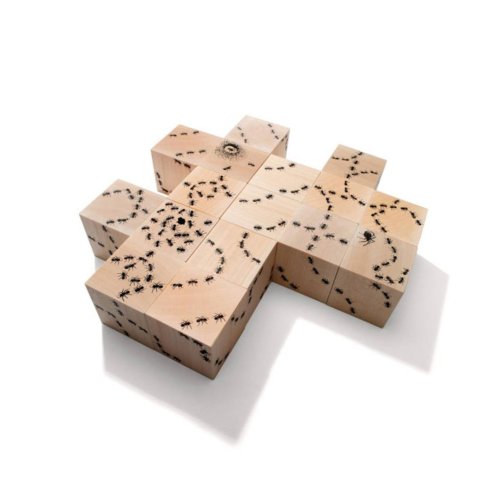 16 cubes Fourmis