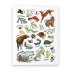 Affiche Alphabet Woodland - Multicolore